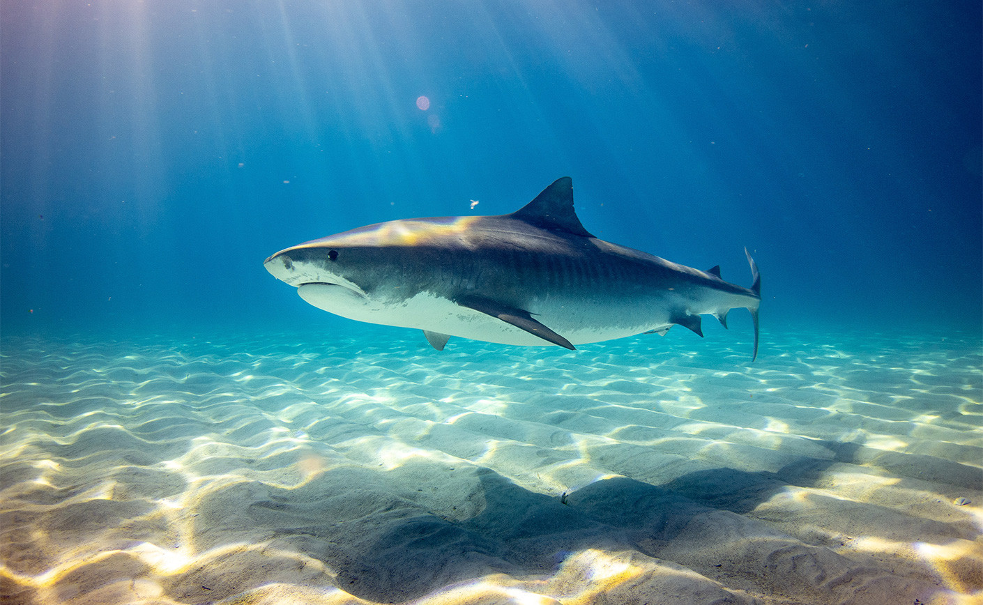 Esistono gli squali nel Mediterraneo?