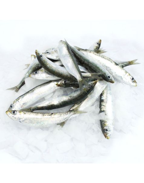 Sardina 