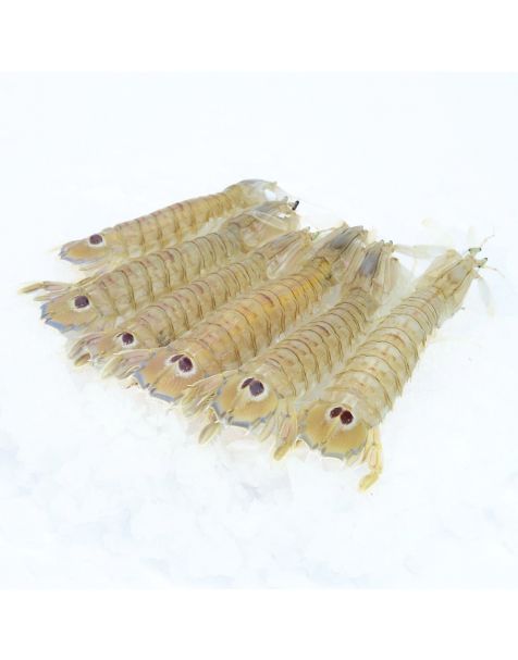 Pannocchia
